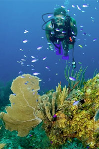 snorkeling
