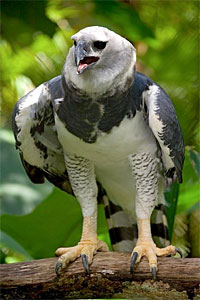 Harpy Eagle