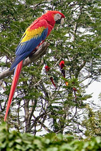 Scarlet Macaws